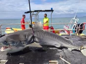 Après la mort d’un véliplanchiste en Nouvelle-Calédonie, les abattages de requins relancés à Nouméa