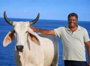 SIA 2026 : Gestante, Biguine la vache martiniquaise, égérie absente du Salon, pourrait revenir l’an prochain avec son veau