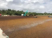 EXPERTISE. Les sargasses : une action coordonnée sur un sujet majeur pour les Antilles françaises, par l'IEDOM