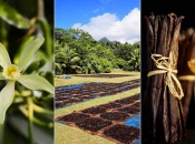 Filière vanille : Les défis de la vanille ultramarine en quête de renaissance dans un marché mondial sous tension