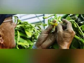 Vanille française : le CIRAD mise sur la diversité génétique pour sauver la filière