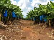 Martinique : Chlordécone, le comité de pilotage dédié fait le point sur les actions menées sur le territoire et fixe les priorités pour 2026