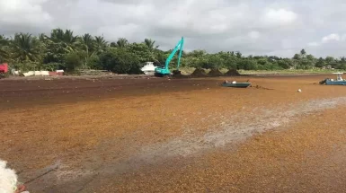 EXPERTISE. Les sargasses : une action coordonnée sur un sujet majeur pour les Antilles françaises, par l'IEDOM