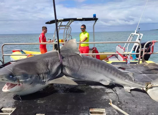Après la mort d’un véliplanchiste en Nouvelle-Calédonie, les abattages de requins relancés à Nouméa