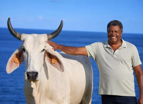 SIA 2026 : Gestante, Biguine la vache martiniquaise, égérie absente du Salon, pourrait revenir l’an prochain avec son veau