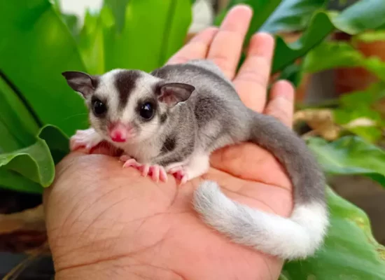 Polynésie : Un phalanger volant, ou « Sugar Glider », découvert à Papeete