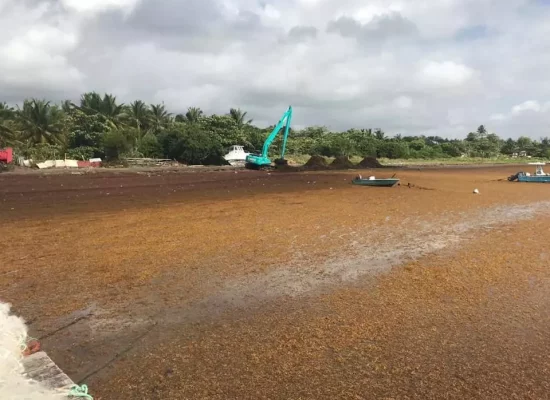 EXPERTISE. Les sargasses : une action coordonnée sur un sujet majeur pour les Antilles françaises, par l'IEDOM