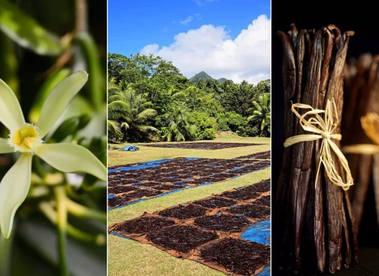 Filière vanille : Les défis de la vanille ultramarine en quête de renaissance dans un marché mondial sous tension