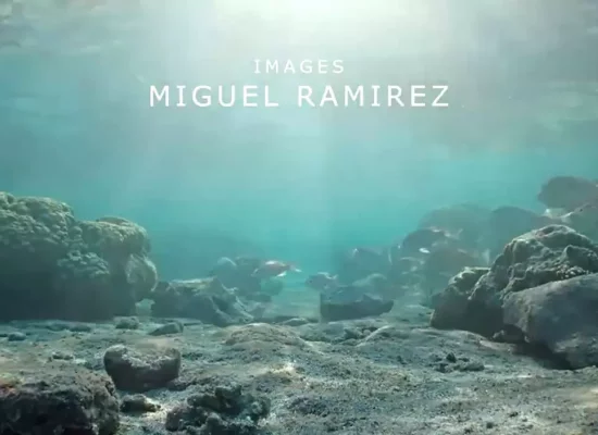 Le Réunionnais Miguel Ramirez distingué au concours films du Salon International de la Plongée Sous-Marine