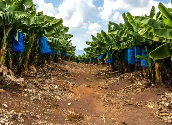 Martinique : Chlordécone, le comité de pilotage dédié fait le point sur les actions menées sur le territoire et fixe les priorités pour 2026