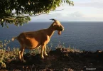 Aux Saintes en Guadeloupe, les chèvres nuisent à la biodiversité