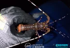Mayotte :  384 langoustes étudiées dans le lagon pour mieux comprendre les espèces et préserver durablement la ressource