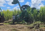 Martinique : Une campagne sucrière porteuse d’espoir pour l’usine du Galion