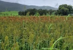 Nouvelle-Calédonie : Le sorgho, une piste agricole à l’étude pour l’alimentation animale