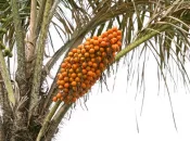 L’Université de Guyane a lancé un projet de recherche et de valorisation autour de l’awara, fruit emblématique du territoire