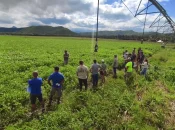 Nouvelle-Calédonie : la culture du soja testée sur 16 hectares