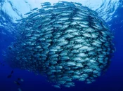 Réchauffement : la biomasse de poissons amputée d'un quart d'ici 2100 selon l’Ifremer