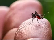 Martinique : Lancement d’une concertation territoriale pour un plan de lutte contre les arboviroses