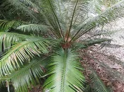 Au Vanuatu, une feuille sacrée pour protéger les forêts des pillages