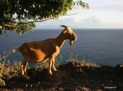 Aux Saintes en Guadeloupe, les chèvres nuisent à la biodiversité