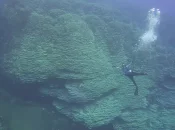 Pacifique :  Une colonie de Porites rus, plus grand corail géant découvert dans les Îles Mariannes