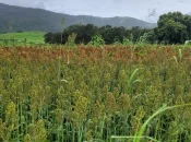 Nouvelle-Calédonie : Le sorgho, une piste agricole à l’étude pour l’alimentation animale