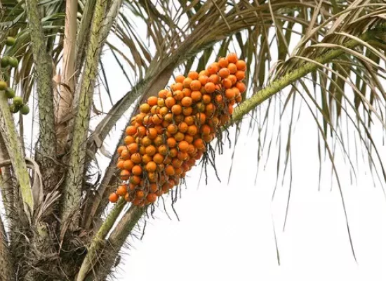 L’Université de Guyane a lancé un projet de recherche et de valorisation autour de l’awara, fruit emblématique du territoire