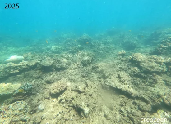 Dans le lagon de Mayotte après Chido, il faudra « 10 à 15 ans » pour retrouver des récifs coralliens à l'identique
