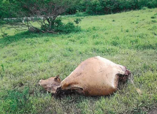 En Nouvelle-Calédonie, une convention pour renforcer la sécurité des exploitations agricoles