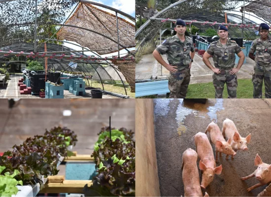 Au RSMA de Guadeloupe, la ferme pédagogique mise sur l’innovation agricole pour former les jeunes volontaires
