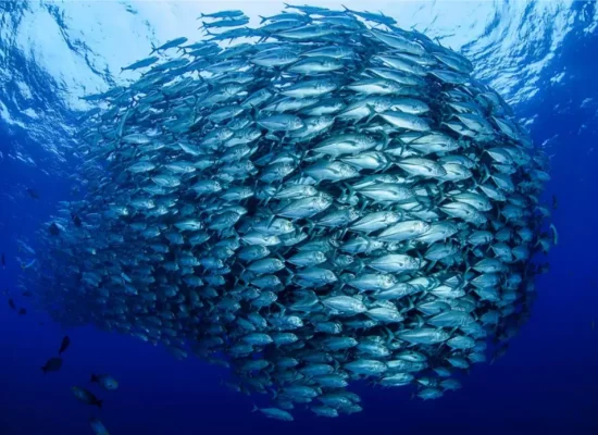 Réchauffement : la biomasse de poissons amputée d'un quart d'ici 2100 selon l’Ifremer