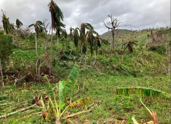 Agriculture : 40 000 cocos de Polynésie française arrivent à Mayotte