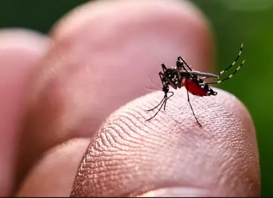 Martinique : Lancement d’une concertation territoriale pour un plan de lutte contre les arboviroses