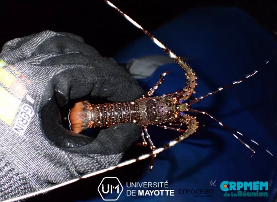 Mayotte :  384 langoustes étudiées dans le lagon pour mieux comprendre les espèces et préserver durablement la ressource