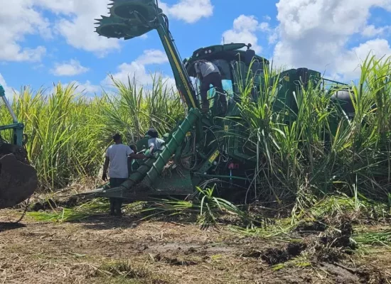Martinique : Une campagne sucrière porteuse d’espoir pour l’usine du Galion