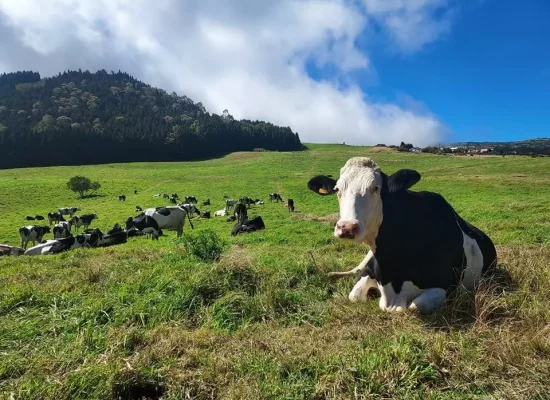 La Réunion : TERRACOOP présente un « plan de redressement ambitieux et pacificateur » pour l’avenir de SOFICOOP et de la filière agricole