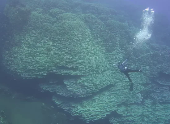 Pacifique :  Une colonie de Porites rus, plus grand corail géant découvert dans les Îles Mariannes
