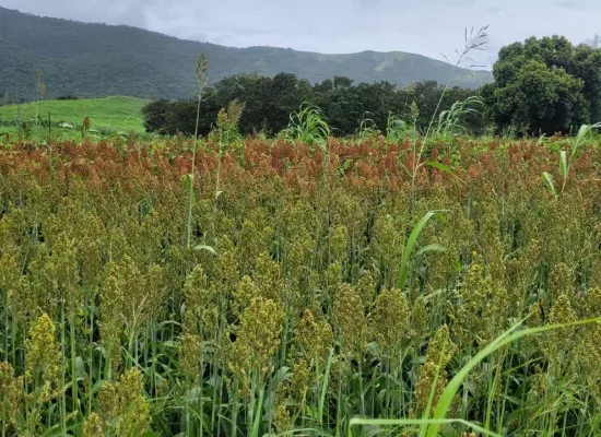 Nouvelle-Calédonie : Le sorgho, une piste agricole à l’étude pour l’alimentation animale