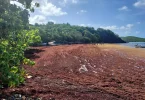 «On nous annonce une nouvelle année terrible »: en Guadeloupe et Martinique, échouements massifs de sargasses en vue