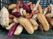 Agriculture : À La Réunion, la lente reconquête de l'autonomie alimentaire