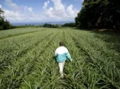 Les inégalités de niveau de vie particulièrement marquées dans le monde agricole ultramarin, selon l'Insee