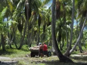 Le cocotier face à des défis structurels et climatiques, la recherche s’organise pour l’avenir de la filière et le CIRAD annonce une feuille de route