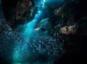 Première "COP Océans" du 11 au 22 janvier 2027 à New York