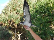 Biodiversité : La Réunion plongée dans le noir pour sauver ses pétrels endémiques