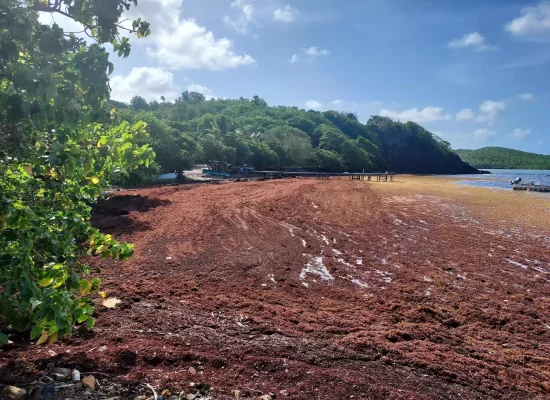 «On nous annonce une nouvelle année terrible »: en Guadeloupe et Martinique, échouements massifs de sargasses en vue