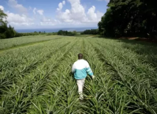 Les inégalités de niveau de vie particulièrement marquées dans le monde agricole ultramarin, selon l'Insee