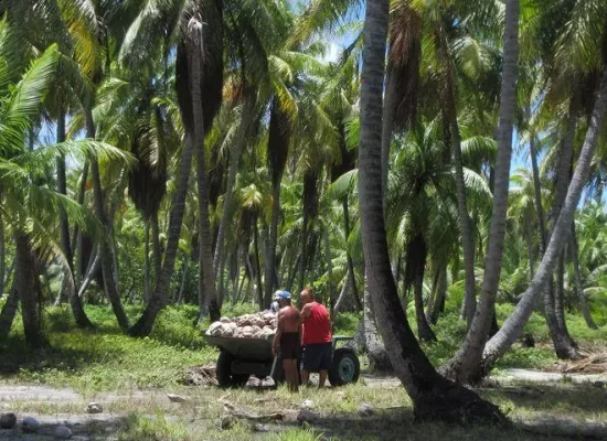 Le cocotier face à des défis structurels et climatiques, la recherche s’organise pour l’avenir de la filière et le CIRAD annonce une feuille de route