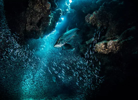 Première "COP Océans" du 11 au 22 janvier 2027 à New York