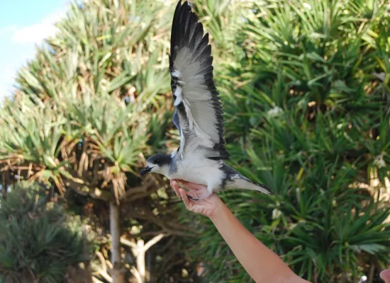 Biodiversité : La Réunion plongée dans le noir pour sauver ses pétrels endémiques