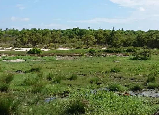 Face à l’urgence climatique, les sociétés ultramarines pourraient être profondément déstabilisées, selon le Haut Conseil pour le climat